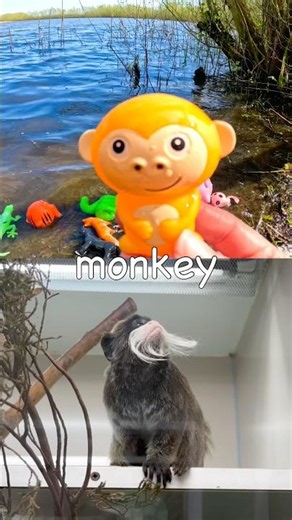 Animal Names for Kids to Learn at the Lake: Crocodile Goat Horse Fox Monkey