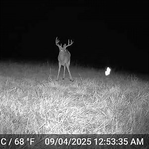 White Tail Bucks Explore Our Appalachian Farm!