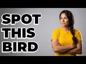 How Do You Identify a Northern Mockingbird in Texas?