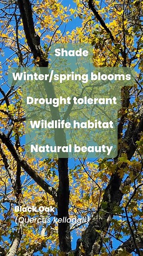 5.8K views · 239 reactions | Planting a tree may seem intimidating,...