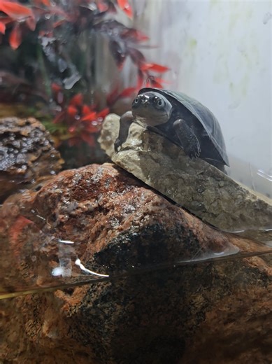 this baby is so beautiful ! ❤️ #Iwantyou #mudturtle #turtlesoftiktok #canada #fyp