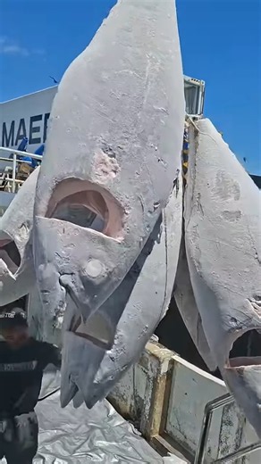 ❄️ Why Is Tuna Fish Frozen After Catching? 🐟😱 #shorts #tuna