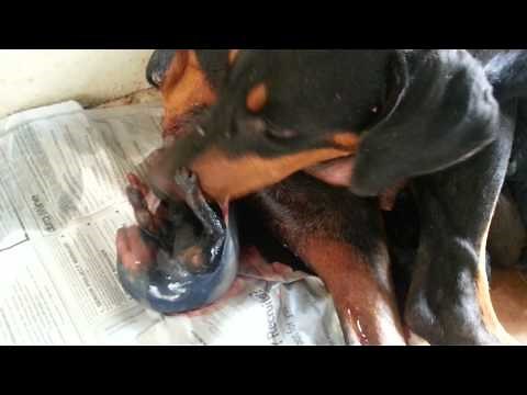 Dog giving birth