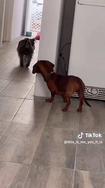 Funny Dog and Animal Video with Hilarious Voice Over