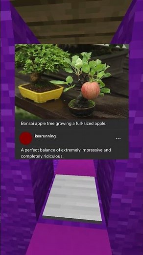 bonsai apple tree growing a full-sized apple