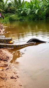 Python vs electric eel 🤯🐊🐍 #animals #wildlife #trending #viral #reels | Riteek Kashyap