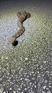 Everglade swamp hiking ##everglades#foryou#fyp#wildlife#conservation#flaoridaman#florida#floridacheck#alligator#snake#lizard#viral#nature#swamp#foryoupage#animals#116 | Yoink guy