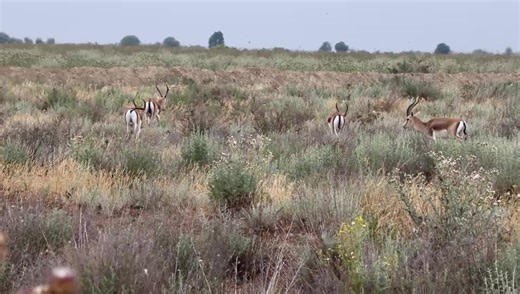 102K views · 736 reactions | Şirvan Milli Parkı #MilliParklar #NationalParksofAzerbaijan #azerbaijannature #НациональныепаркиАзербайджана | Ekologiya və Təbii Sərvətlər Nazirliyi | Facebook