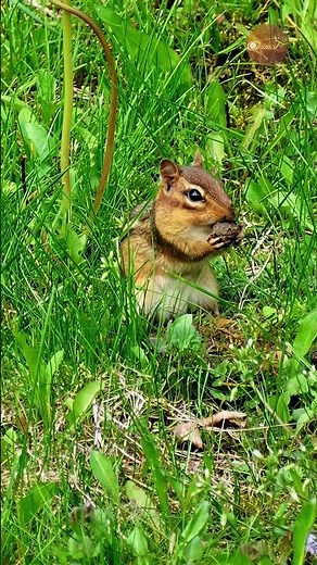 Digging, cleaning, and stuffing! The busy life of a hungry Chipmunk