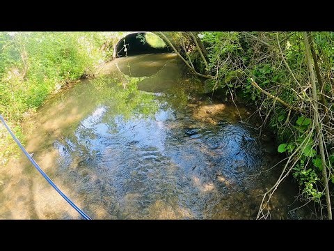 Catching A Huge BROWN TROUT In A Culvert Pipe