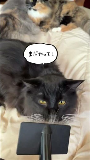 【野中温泉♨️】にゃん's居候暮らし #shorts #温泉猫 #猫のいる暮らし #野中温泉