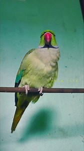 Pyara pyara mithu 😍😍 amazing talking parrot 🥰 #shorts #talkingparrot #birdlovers #fbreels #viral #birdlife #wildlife | Green Life