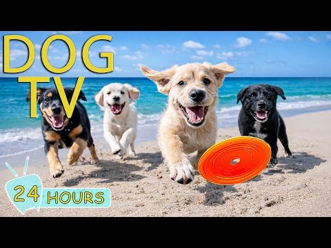 DOG TV: Ultimate Video Entertain for Dogs to Watch When Alone All Day - Best Relax Music for Dogs