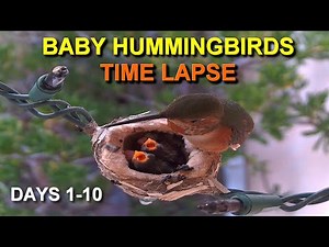 Baby Allen's Hummingbird Life Cycle: Growing Fast! Days 1-10