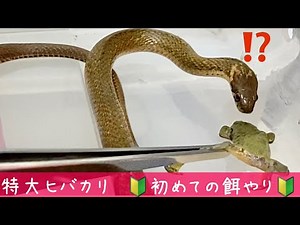 特大ヒバカリ！🔰初めての餌やり🔰【蛇の捕食】♦️Japanese keelback First feeding