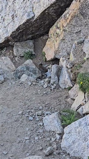 Ermine Ambushes Pika, Carries Prey Up La Plata Peak