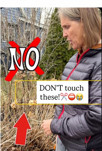 Spring Hydrangea Bud Survival Tips