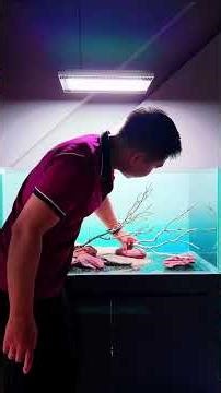 how to set up a super simple aquascape using materials. #aquarium #aquascapelowtech #aquascape