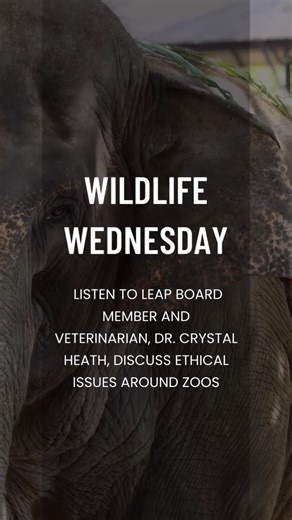 LEAP on Instagram: "Check out this video from @leap4animals board member, veterinarian, and founder of @ourhonorvets @dr.crystalheath as she shares her perspective on the LA Zoo, captive breeding programs, and the irony of zoos selling animal products while promoting conservation. Have a question about the ethical issues surrounding captivity? Drop them in the comments!"