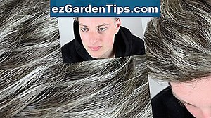 Wie man silberne Ahornbäume identifiziert 🌱 Tipps Gärtner - De.ezGardenTips.com