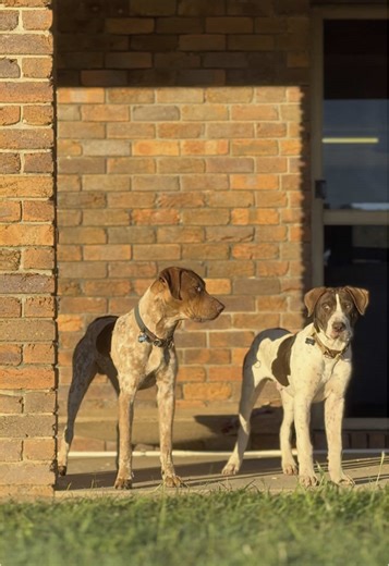 Morning Sun Adventures with Bull Arabs