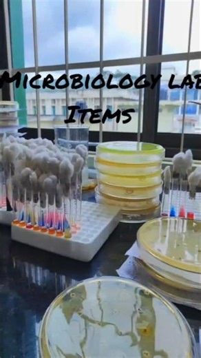 Microbiology Lab Basics | Inoculating Loop, Cotton & Tissue Explained”