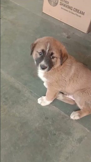 🐶 🐶 akle hum 🥰🥰🤟