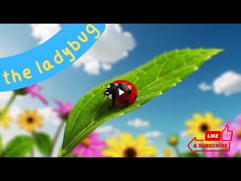 🐞🌸 The dreamy ladybug’s big adventure ✨ | 3D Kids cartoon about friendship & courage