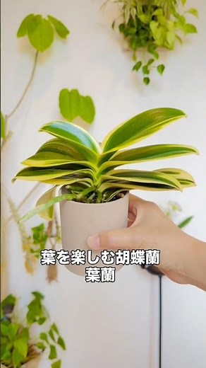 花だけじゃない胡蝶蘭