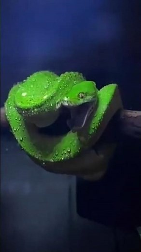 The Insane Power of Snake Transformation