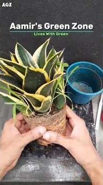 Sansevieria Repoting || Snakeplant Repoting #aamirsgreenzone