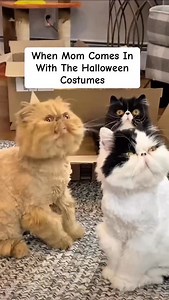 53K views · 10K reactions | You know it’s October when this classic video makes its annual comeback  Consider it the kickoff to cat Halloween! New costumes start Monday, with a few throwback favorites along the way. ✨ . . . #spooktober #spookyseason #funnycats #catsincostumes #petstagram #cuteanimals #instacat #catloversclub #cosplay #halloweencostume #funnycatvideos #halloweendecor #countdowntohalloween | Walter Bishop the Cat | Facebook