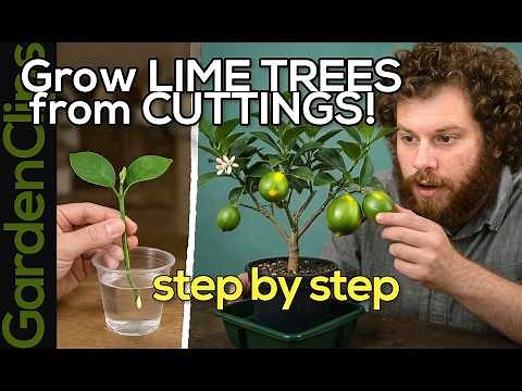 How to Grow LIME TREES from Cuttings 🌿🍋 (Easy Step-by-Step Propagation Guide)