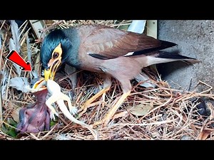 Myna Feeding Struggle: Baby Myna with Lizard Caught in Neck‪@BirdPlusAnimals‬