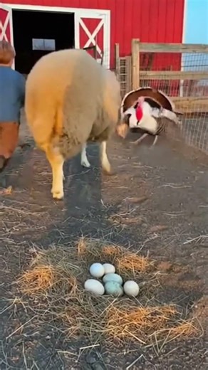 The turkey ran full speed at the child