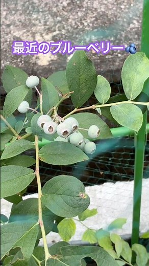 [Blueberry Cultivation 🫐] Blueberry Status in June... No Change?