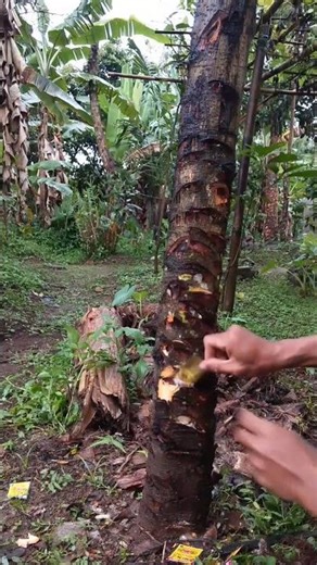 Use 16 avocado powder to quickly bear fruit#avocado