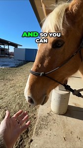 1K views · 14 reactions | Join us as we explore the traditional Vaquero techniques of horse grooming and training. Discover how to prepare a horse by recognizing their training level and the significance of mane trimming. Witness the artistry of horse care over the years! #HorseTraining #VaqueroTradition #EquestrianLife #ManeGrooming #HorseCare #EquineArtistry #TraditionalTechniques #HorseLovers #AnimalCare #TrainingDeck | Ed's Walking Horses | Facebook