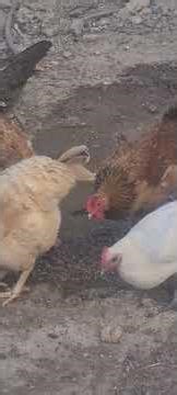 Hungry Chickens Eating Food | Satisfying Chicken Feeding Time Compilation