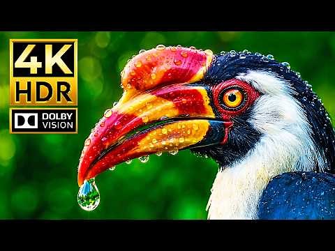 Hyper-Realistic Wildlife | 4K HDR 120fps | Dolby Vision Ultra HD Showcase