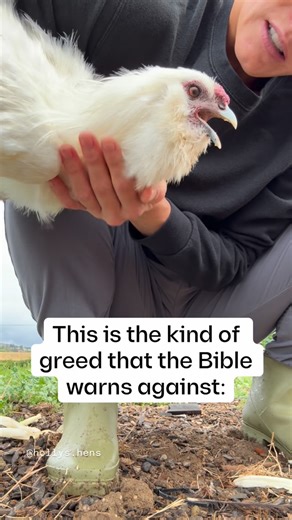 Holly’s Hens on Instagram: "Richard is fine but he wasn’t with all of that food in his gullet 😩😂 #animals #roosters #funnyreels #farmlife #chickensofinstagram"