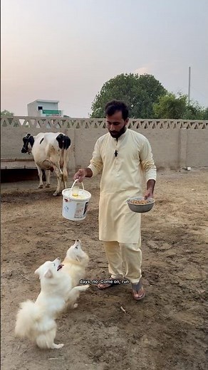 Mycow is about to give birth let me show you #dairyfarming #minizoo #rehmanchvlogs #cowfarm #foryou