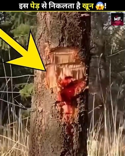 The Tree That Bleeds Blood! 😱🌳 #shorts