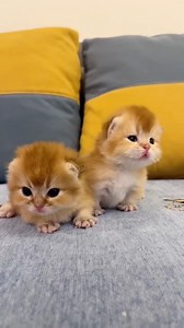 cute baby kitten sound ❤️#shorts #cat | Baby Cat
