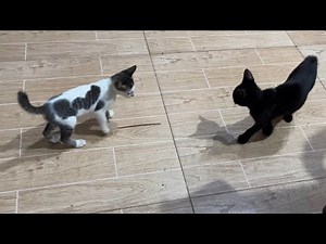 Naughty Kittens Play-Fighting | Cute & Funny Kitten Moment