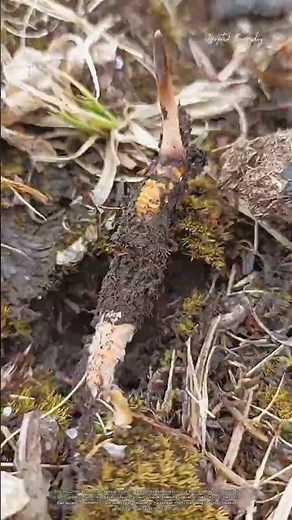 How Cordyceps Grows From Inside an Insect #farming