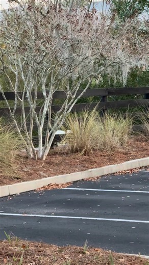 FEEDING Wild Raccoons and Stray Cats @ Brownwood Paddock Square Part 2 | THE VILLAGES Florida COMMUNITY INFORMATION