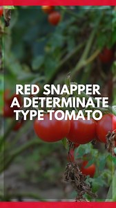 🍅 Red Snapper Tomato . . #growhoss #growyourownfood #reels #vegetablegarden #gardenreels #hoss #gardening101 | Hoss