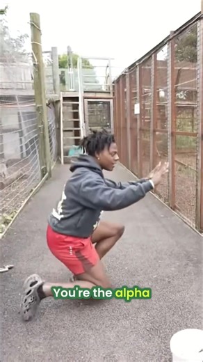 Alpha Dog's Hunger Feeding Frenzy Unfolds by speed!