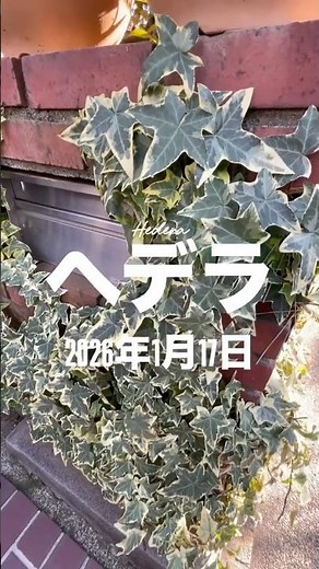 Hedera⠀⠀January 17, 2026Hedera is an evergreen plant that is widely used in gardens and indoor gr...